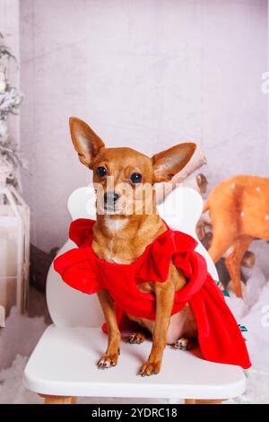 Chien Chihuahua, séance photo de Noël dans une atmosphère chaleureuse Banque D'Images