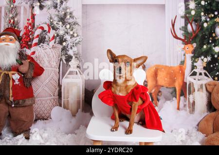 Chien Chihuahua, séance photo de Noël dans une atmosphère chaleureuse Banque D'Images