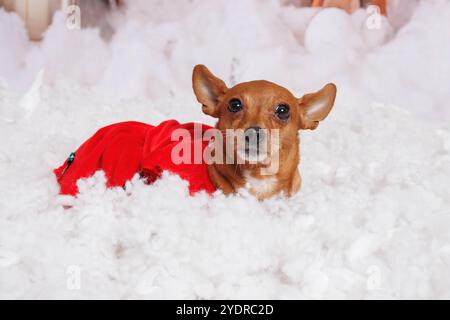 Chien Chihuahua, séance photo de Noël dans une atmosphère chaleureuse Banque D'Images