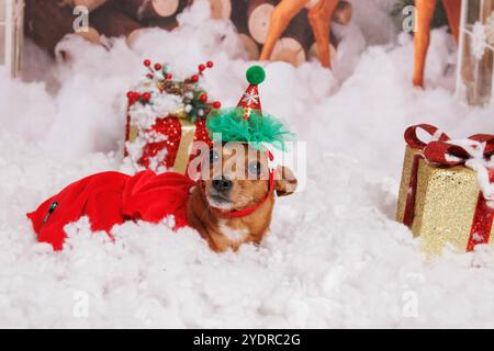 Chien Chihuahua, séance photo de Noël dans une atmosphère chaleureuse Banque D'Images