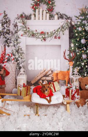 Chien Chihuahua, séance photo de Noël dans une atmosphère chaleureuse Banque D'Images