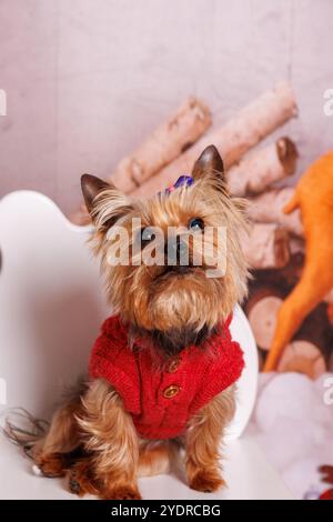 Chien Yorkshire terrier, séance photo de Noël dans une atmosphère chaleureuse Banque D'Images