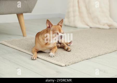 Chien chihuahua mignon sur plancher en bois à l'intérieur Banque D'Images