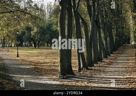 Un sentier tranquille bordé de grands arbres, projetant de longues ombres dans un cadre de parc. Les feuilles tombées recouvrent le sol, évoquant une atmosphère automnale sereine. Banque D'Images