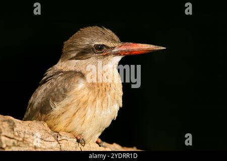 kingfisher africain à capuche brune (Halcyon albiventris) isolé sur noir, Afrique du Sud Banque D'Images