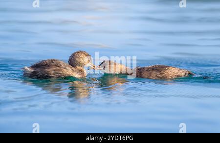 Un petit grebe adulte, Tachybaptus ruficollis, plumage de base, un oiseau parent nourrissant son juvénile avec un poisson dans un lac, Crète, Grèce Banque D'Images