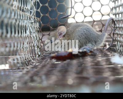 Rat en cage mousetrap, souris trouver un moyen d'être confiné, trappage et enlèvement des rongeurs qui causent la saleté et peuvent être porteurs de maladie Banque D'Images