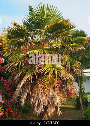Les Arecaceae sont une famille de plantes à fleurs vivaces dans l'ordre des monocotylédones des Arecales. Washingtonia robusta, connu sous son nom commun comme fan mexicain Banque D'Images