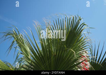 Les Arecaceae sont une famille de plantes à fleurs vivaces dans l'ordre des monocotylédones des Arecales. Washingtonia robusta, connu sous son nom commun comme fan mexicain Banque D'Images