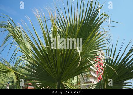 Les Arecaceae sont une famille de plantes à fleurs vivaces dans l'ordre des monocotylédones des Arecales. Washingtonia robusta, connu sous son nom commun comme fan mexicain Banque D'Images