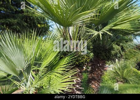 Les Arecaceae sont une famille de plantes vivaces à fleurs dans l'ordre des monocotylédones des Arecales. Washingtonia robusta, connu sous son nom commun comme fan mexicain Banque D'Images