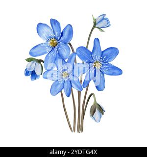 Bleu première forêt fleurs de printemps anémone hepatica, composition de liverwort. Illustration d'aquarelle botanique dessinée à la main isolée sur fond blanc Banque D'Images