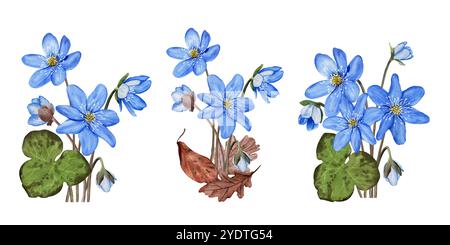 Ensemble de compositions d'anémone hepatica de fleurs printanières de forêt bleues. Illustration d'aquarelle botanique dessinée à la main isolée sur fond blanc. Pour Banque D'Images