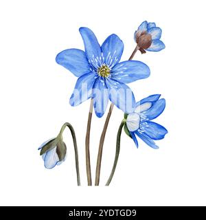 Fleurs de forêt de printemps bleues anémone hepatica, composition de liverwort. Illustration d'aquarelle botanique dessinée à la main isolée sur fond blanc. Pour Banque D'Images