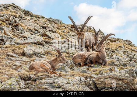 Groupe d'Ibex alpin reposant près de Pontresina, Alpes suisses, Grisons, Suisse Banque D'Images