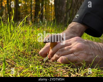 Main masculine tenant le boletus tout en cueillant des champignons dans la forêt Banque D'Images