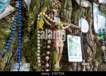 Jableczna, Pologne 28 juin 2023 énorme vieux chêne au milieu d'un champ - un arbre votif chrétien près du monastère orthodoxe et de l'église Banque D'Images