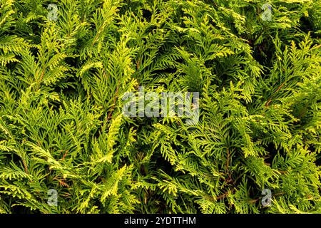 Les branches de conifères de Thuja occidentalis se rapprochent en tant que fond vert naturel Banque D'Images