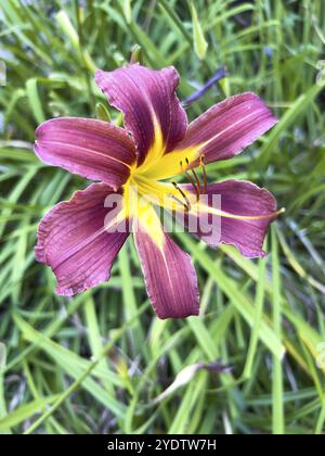 Floraison Orange jour-lis, (Hemerocallis fulva), plante, fleur, fleurs, lis, lys, Hambourg, Hambourg, République fédérale d'Allemagne Banque D'Images