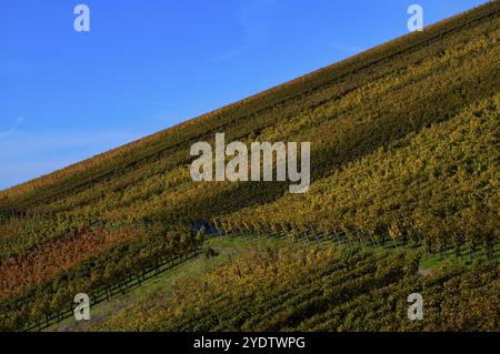 vignoble, vignes, vignes, vignes, coloration automnale, automne, graphique, Struempfelbach, Weinstadt, Bade-Wuerttemberg, Allemagne, Europe Banque D'Images