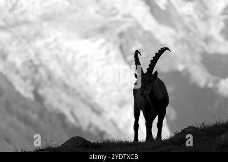 Bouillon alpin (bouillon Capra), mâle adulte, silhouette devant le glacier, photo noir et blanc, massif du Mont Blanc, Chamonix, France, Europe Banque D'Images