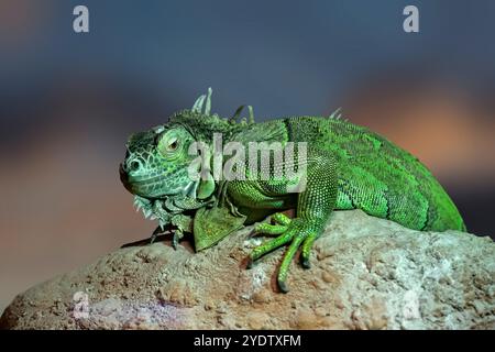 Un grand lézard vert assis sur un rocher Banque D'Images