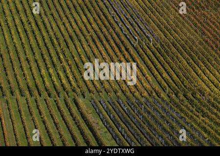 vignoble, vignes, vignes, vignes, coloration automnale, automne, graphique, Struempfelbach, Weinstadt, Bade-Wuerttemberg, Allemagne, Europe Banque D'Images