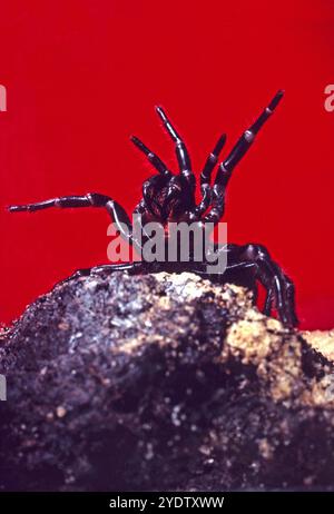 Atrax robustus, l'araignée en toile de l'entonnoir de Sydney photographiée en mode de frappe défensive avec ses crocs pointant vers le bas à portée de main. La toile de l'entonnoir de Sydney est réputée pour être l'araignée la plus mortelle du monde. Banque D'Images