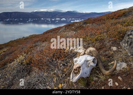 Crâne blanchi d'un bœuf musqué dans un paysage arctique automnal, fjord Kong Oscar, parc national du nord-est du Groenland, Groenland, Amérique du Nord Banque D'Images