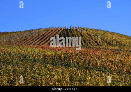 vignoble, vignes, vignes, vignes, coloration automnale, automne, graphique, Struempfelbach, Weinstadt, Bade-Wuerttemberg, Allemagne, Europe Banque D'Images