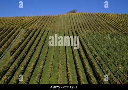 vignoble, vignes, vignes, vignes, coloration automnale, automne, graphique, Struempfelbach, Weinstadt, Bade-Wuerttemberg, Allemagne, Europe Banque D'Images