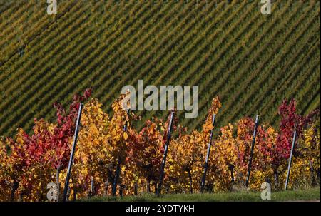 vignoble, vignes, vignes, vignes, coloration automnale, automne, graphique, Struempfelbach, Weinstadt, Bade-Wuerttemberg, Allemagne, Europe Banque D'Images