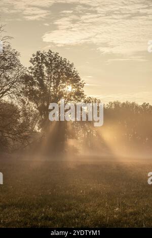 Les rayons de soleil brisent un arbre dans le brouillard matinal et créent une atmosphère chaleureuse, Magdebourg, Saxe-Anhalt, Allemagne, Europe Banque D'Images