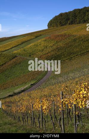 Route, chemin à travers le vignoble, vignes, vignes, culture de la vigne, couleurs d'automne, automne, graphique, Struempfelbach, Weinstadt, Bade-Wuertemberg, germe Banque D'Images