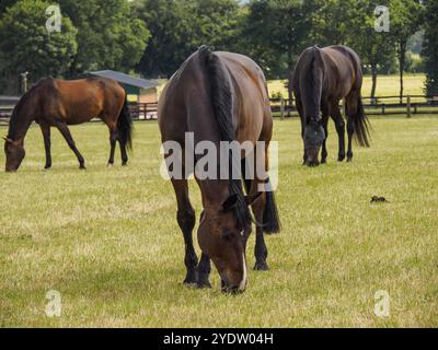 Chevaux qui paissent sur un pâturage vert, entouré d'arbres dans un quartier calme, Reken, muensterland, allemagne Banque D'Images