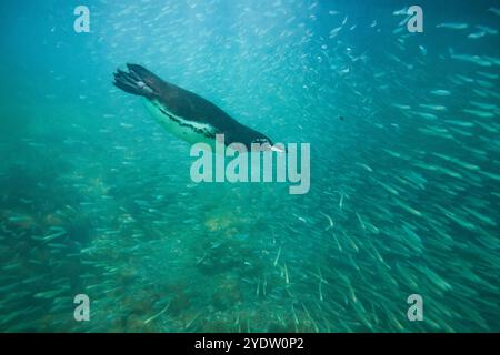 Manchot des Galapagos (Spheniscus mendiculus) se nourrissant sous l'eau de petits poissons appâts dans les îles Galapagos, site du patrimoine mondial de l'UNESCO, Équateur Banque D'Images