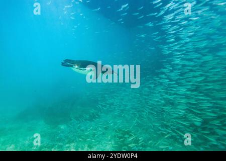 Manchot des Galapagos (Spheniscus mendiculus) se nourrissant sous l'eau de petits poissons appâts dans les îles Galapagos, site du patrimoine mondial de l'UNESCO, Équateur Banque D'Images