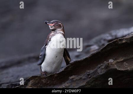 Manchot des Galapagos (Spheniscus mendiculus) tiré sur la lave dans l'archipel des îles Galapagos, site du patrimoine mondial de l'UNESCO, Équateur, Amérique du Sud Banque D'Images