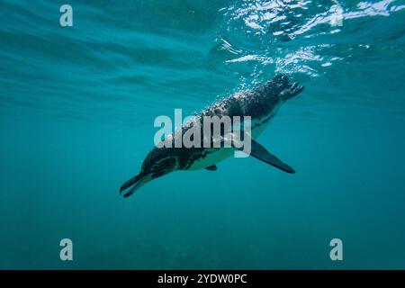 Manchot des Galapagos (Spheniscus mendiculus) se nourrissant sous l'eau de petits poissons appâts dans les îles Galapagos, site du patrimoine mondial de l'UNESCO, Équateur Banque D'Images