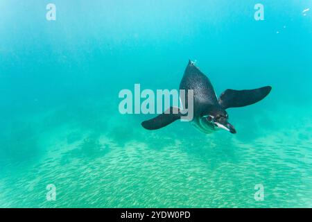 Manchot des Galapagos (Spheniscus mendiculus) se nourrissant sous l'eau de petits poissons appâts dans les îles Galapagos, site du patrimoine mondial de l'UNESCO, Équateur Banque D'Images