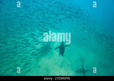 Manchot des Galapagos (Spheniscus mendiculus) se nourrissant sous l'eau de petits poissons appâts dans les îles Galapagos, site du patrimoine mondial de l'UNESCO, Équateur Banque D'Images