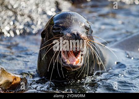 Taureau adulte lion de mer des Galapagos (Zalophus wollebaeki) postant sur l'île Fernandina dans les îles Galapagos, site du patrimoine mondial de l'UNESCO, Équateur Banque D'Images