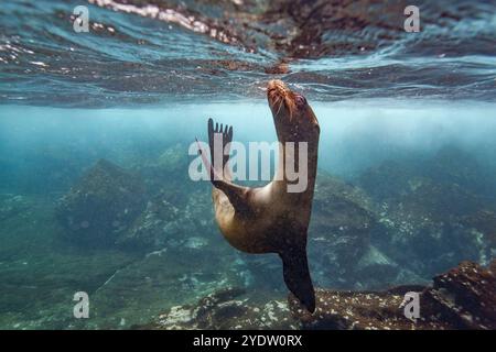 Jeune lion de mer des Galapagos (Zalophus wollebaeki) sous l'eau dans l'archipel des îles Galapagos, site du patrimoine mondial de l'UNESCO, Équateur, Amérique du Sud Banque D'Images