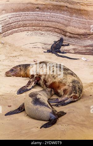 Mère lion de mer Galapagos chienne allaitante (Zalophus wollebaeki) dans l'archipel des îles Galapagos, site du patrimoine mondial de l'UNESCO, Équateur, Amérique du Sud Banque D'Images