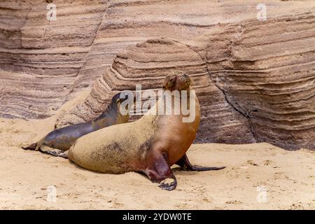 Lion de mer des Galapagos (Zalophus wollebaeki) mère et chiot sur l'île de San Cristobal dans les îles Galapagos, site du patrimoine mondial de l'UNESCO, Équateur Banque D'Images