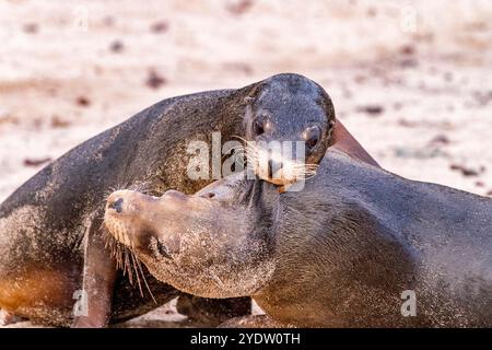 Les jeunes taureaux de mer des Galapagos (Zalophus wollebaeki) se moquent de combats dans les îles Galapagos, site du patrimoine mondial de l'UNESCO, Équateur, Amérique du Sud Banque D'Images