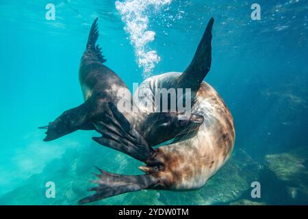 Jeunes lions de mer des Galapagos (Zalophus wollebaeki) jouant sous l'eau dans l'archipel des îles Galapagos, site du patrimoine mondial de l'UNESCO, Équateur Banque D'Images