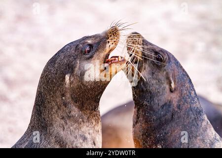 Les jeunes taureaux de mer des Galapagos (Zalophus wollebaeki) se moquent de combats dans les îles Galapagos, site du patrimoine mondial de l'UNESCO, Équateur, Amérique du Sud Banque D'Images