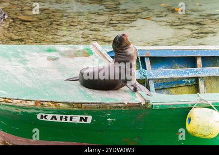 Lion de mer des Galapagos (Zalophus wollebaeki) Pup prend le contrôle d'un petit bateau de pêche sur l'île Isabela, îles Galapagos, site du patrimoine mondial de l'UNESCO, Équateur Banque D'Images