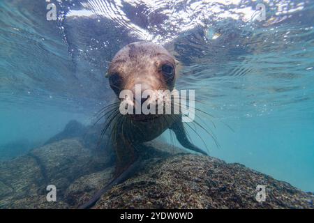 Jeune lion de mer des Galapagos (Zalophus wollebaeki) jouant sous l'eau dans l'archipel des îles Galapagos, site du patrimoine mondial de l'UNESCO, Équateur Banque D'Images